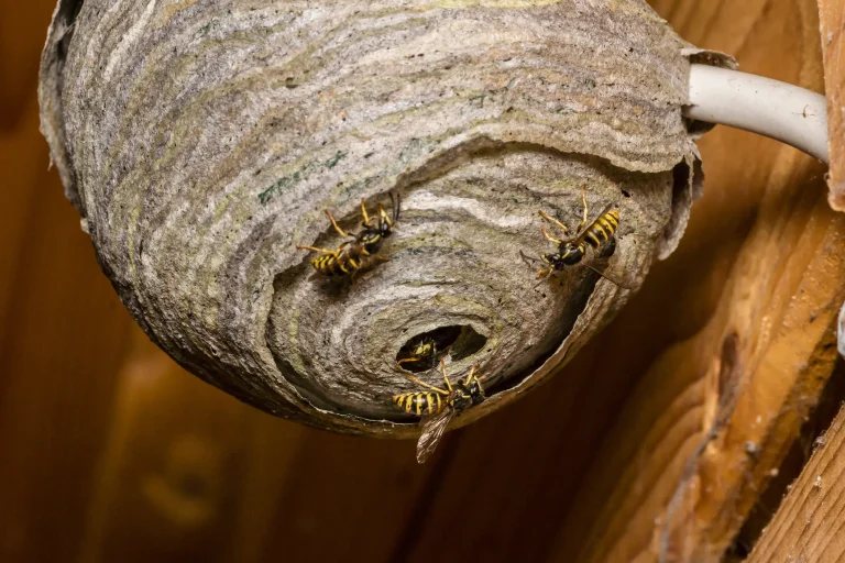 how-to-spot-a-wasp-nest