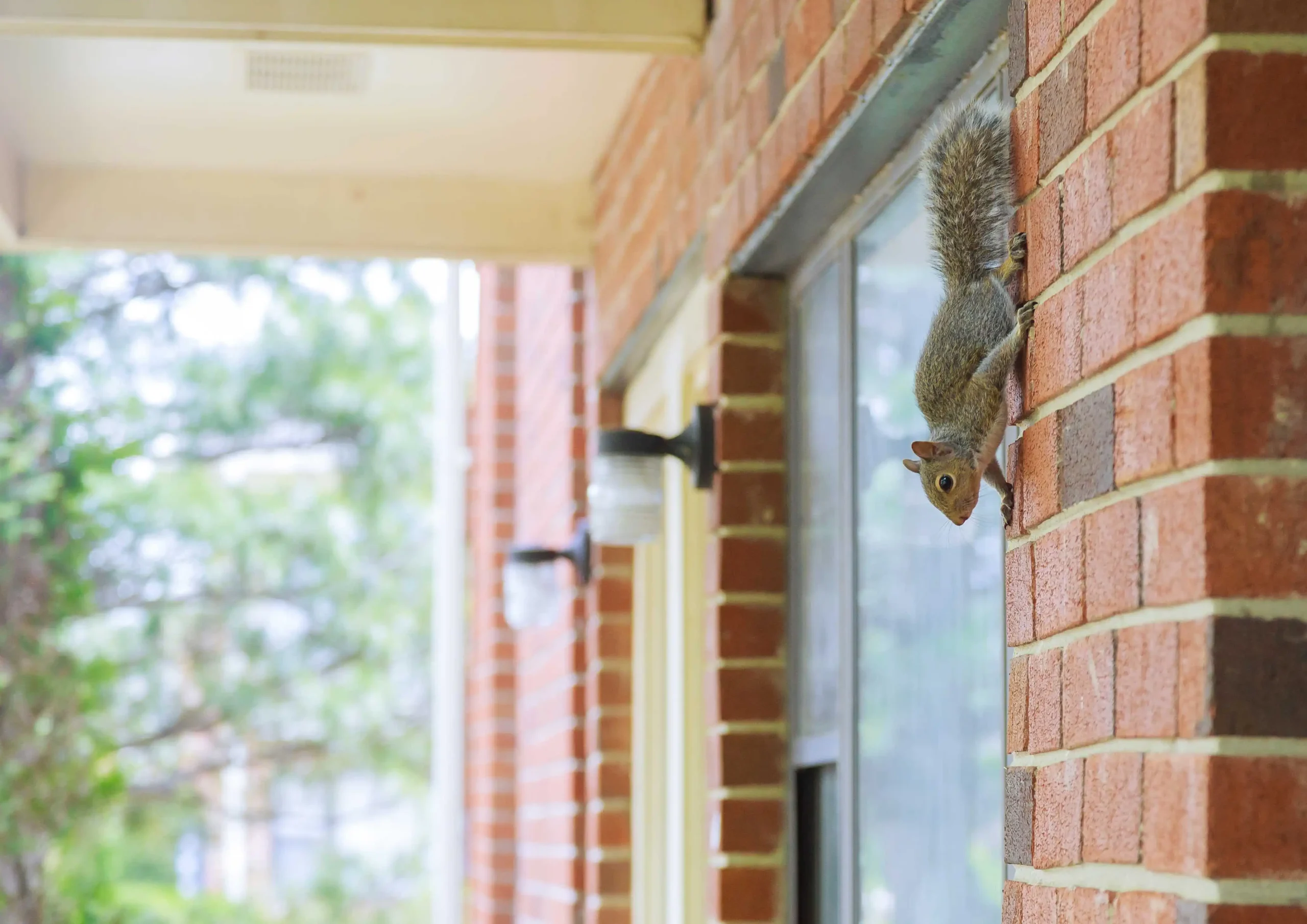 Squirrel Pest Control