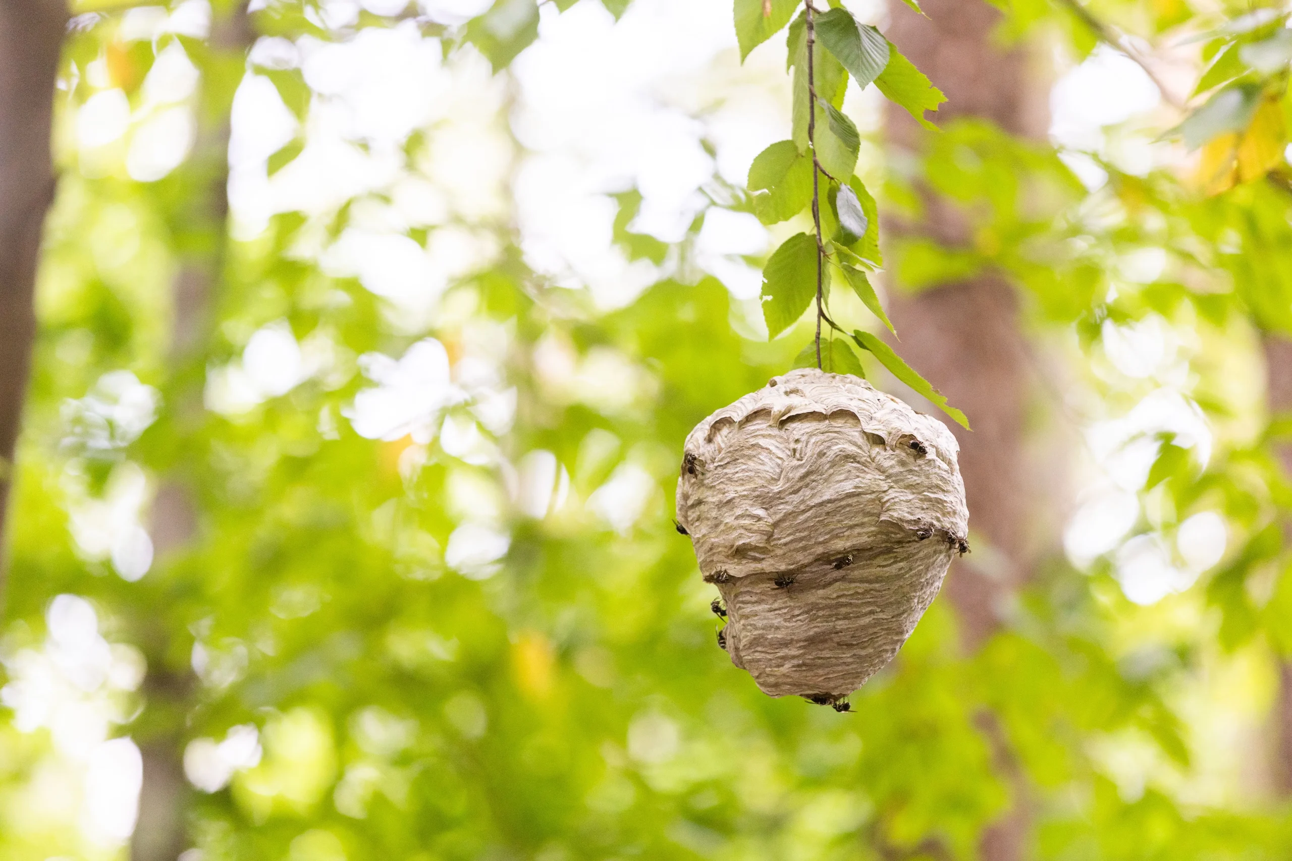 Wasp Nest Removal
