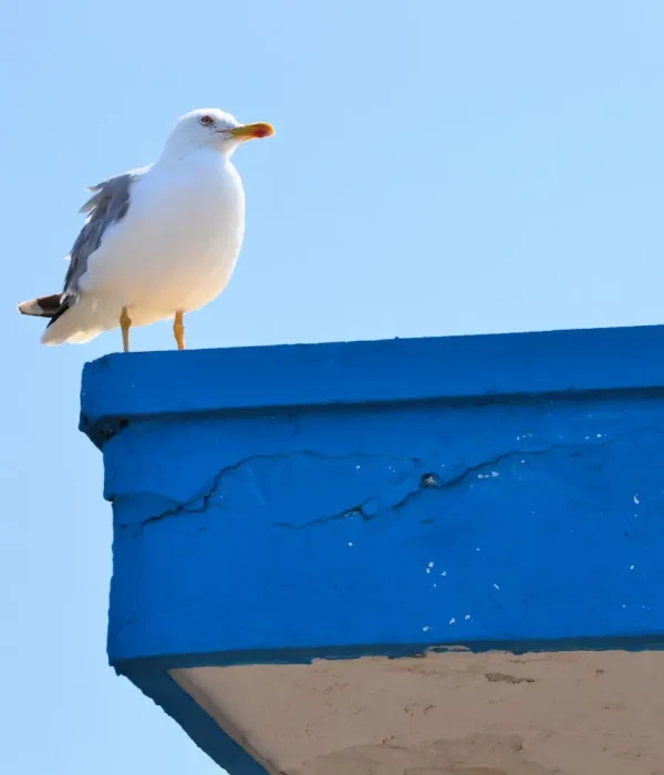 bird-control-method