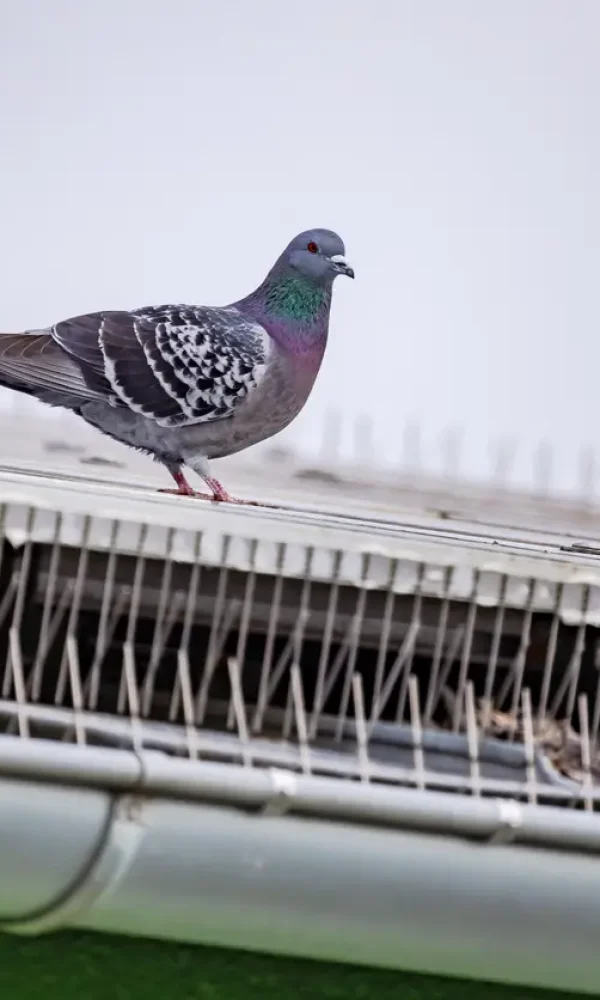 bird-proofing