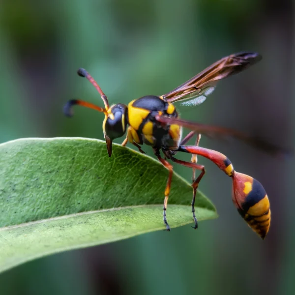 close-up-insect-leaf