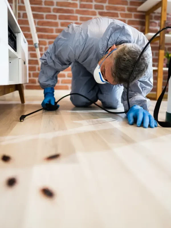 how to get rid of dead animal smell in wall