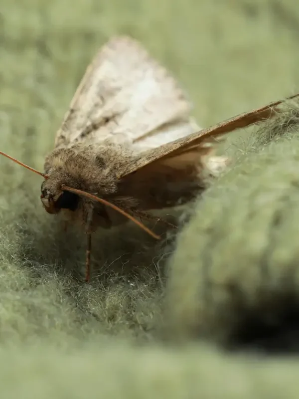 moth-extermination