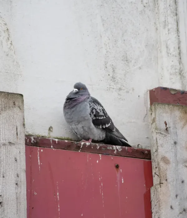 pigeon-problem