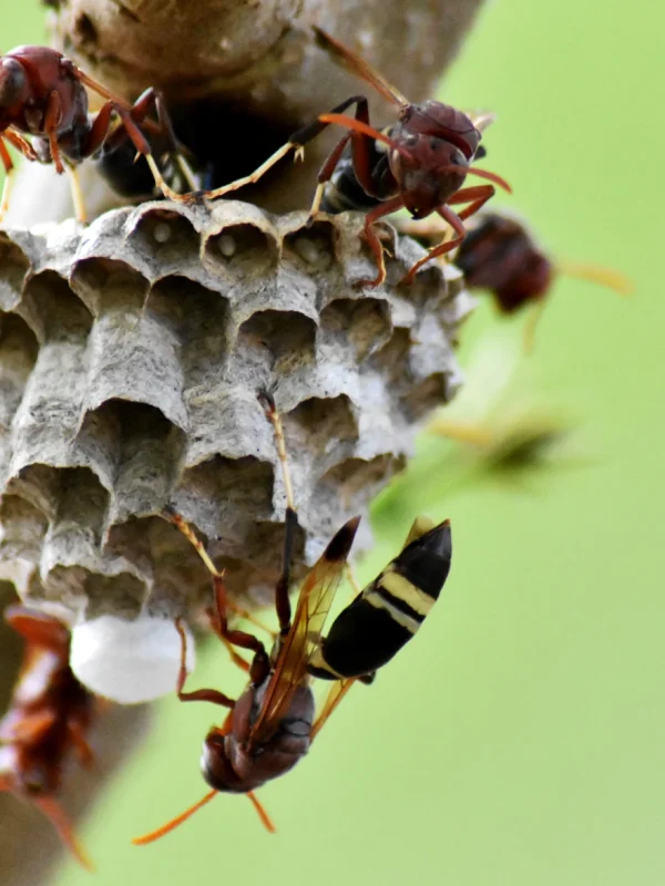 reddish-brown-wasp-is-nesting-branch