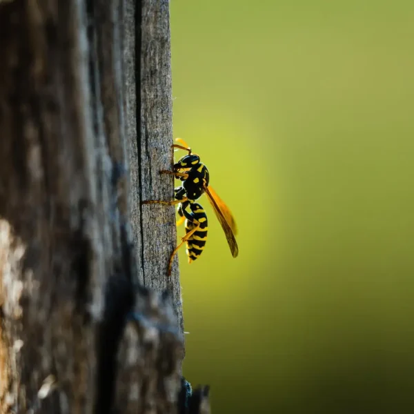 wasp-extermination
