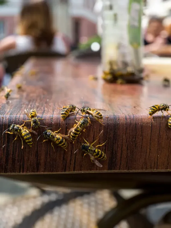 wasp-infestation