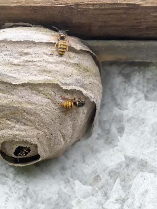 wasp-nest